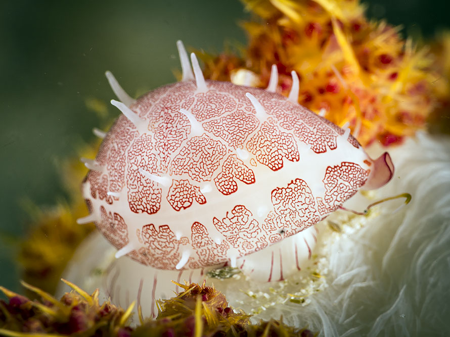 Testudovolva ericae